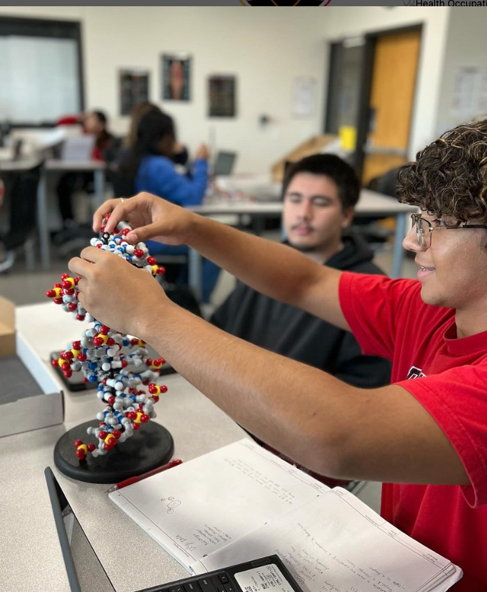 Student constructing DNA model