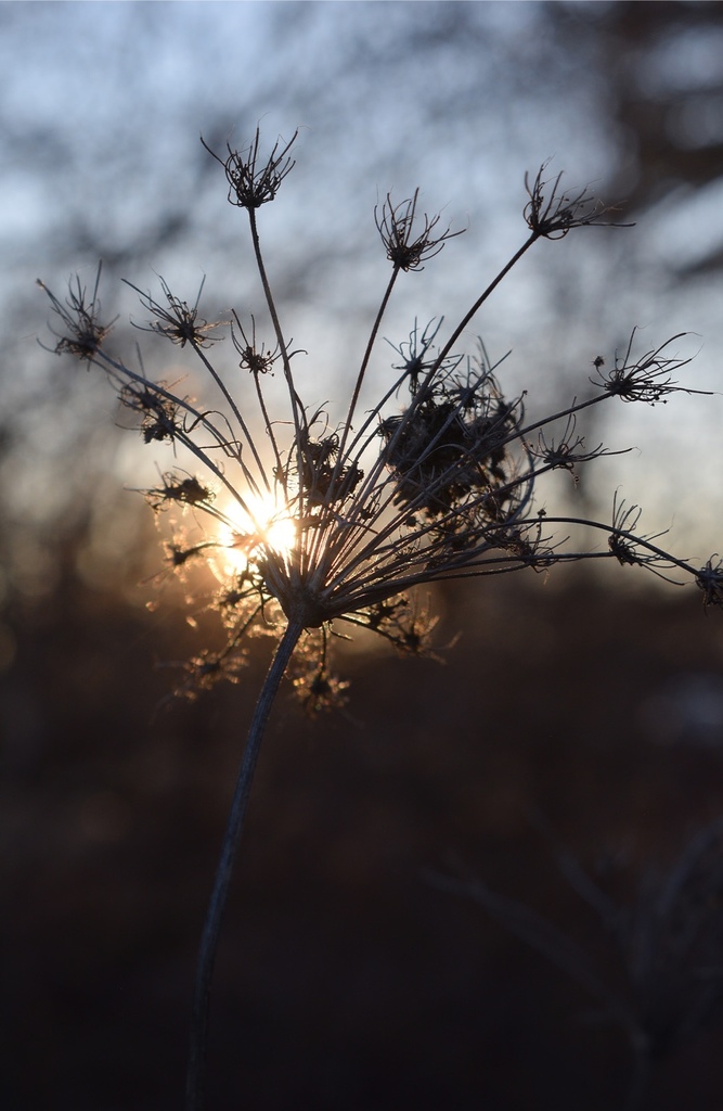 Dandelion with sunset/sunrise in back