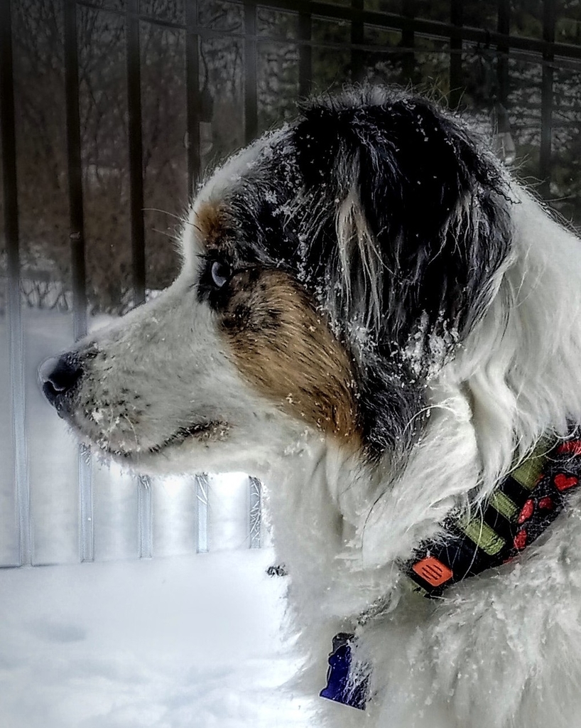 Dog in snow