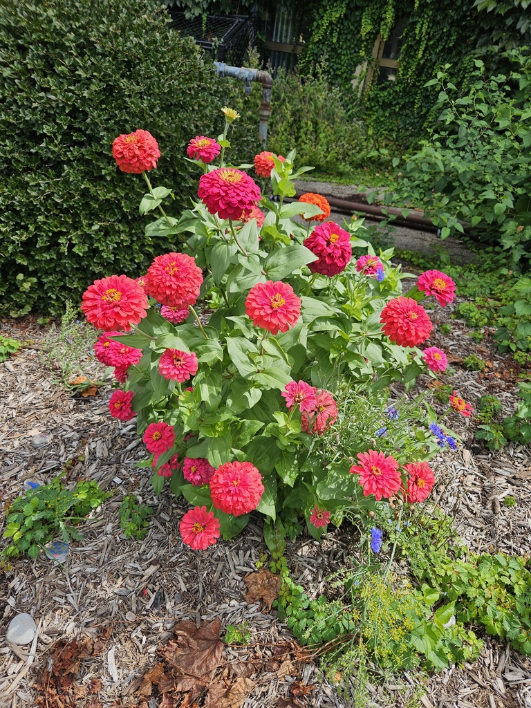 Pink flowers