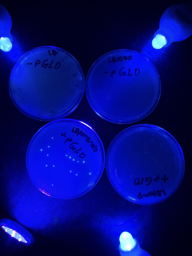 Glowing science dishes