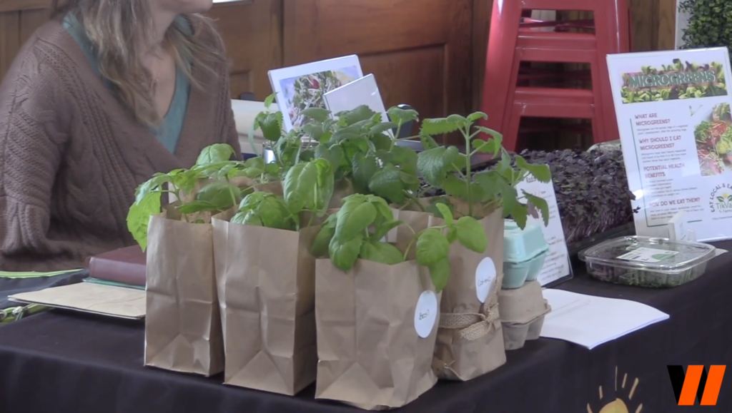 Plants in paper bags