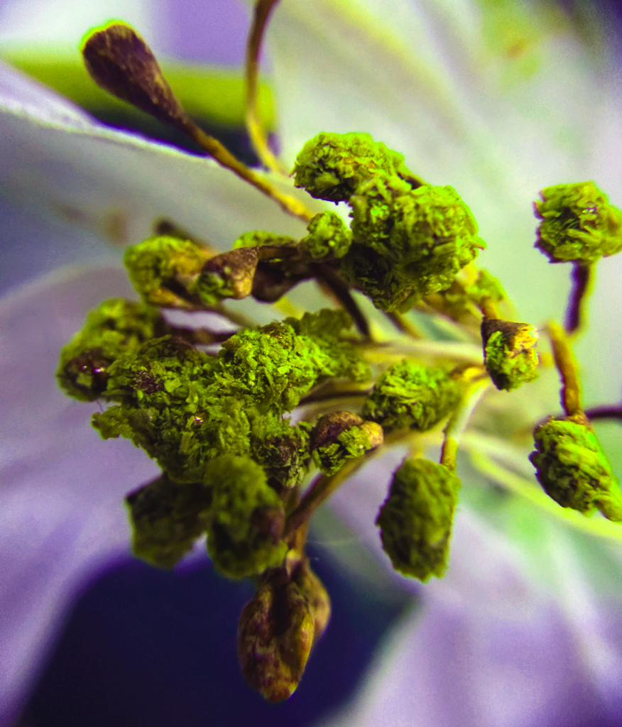 Close up of plant photography