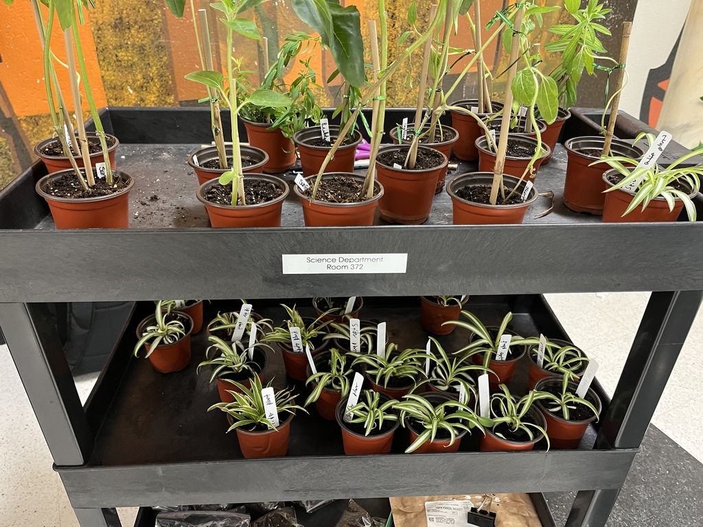 Environmental Club held a plant sale May 7