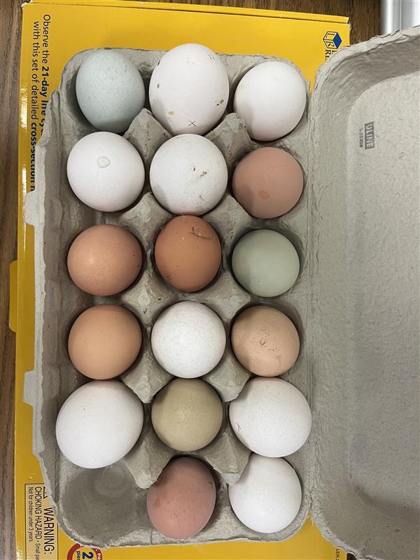 Eggs are here!