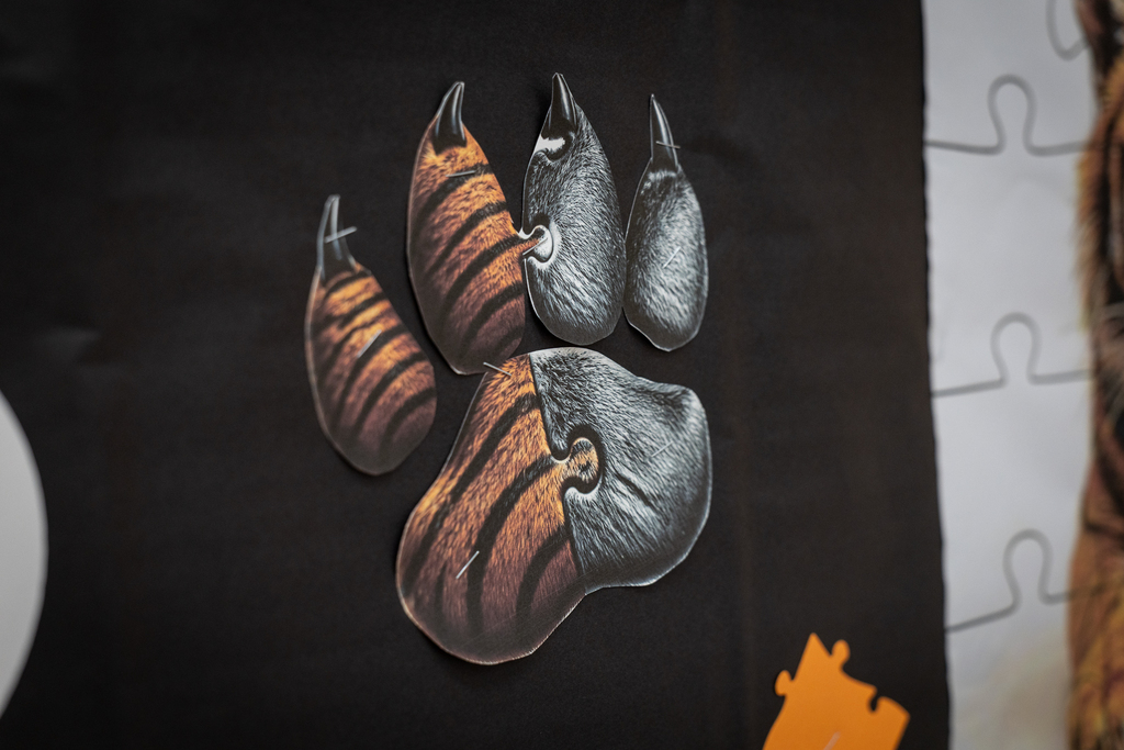 paw on bulletin board that is half tiger paw and half Wolverine