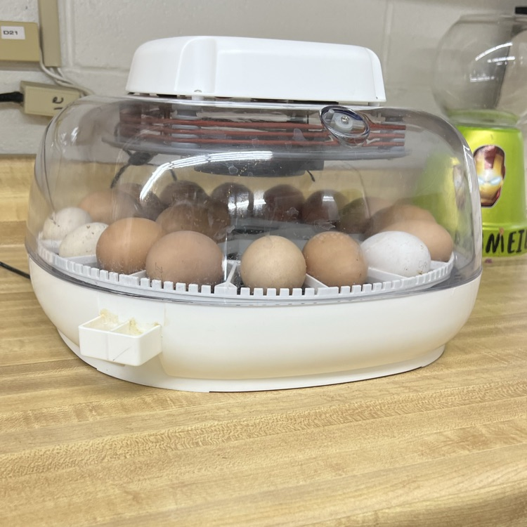 18 eggs in the incubator