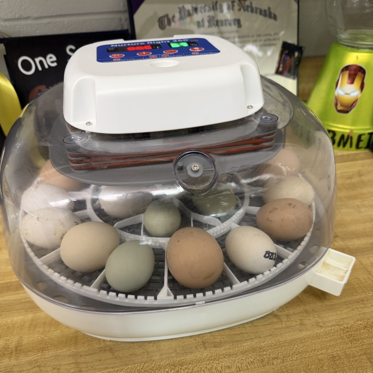 14 eggs set