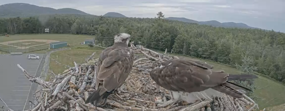 Osprey Cam