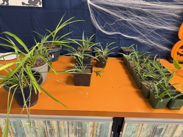 MHS plants for sale