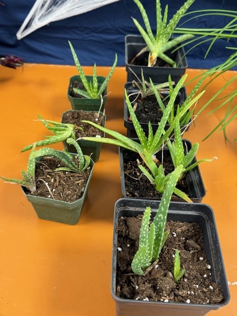 MHS plants for sale