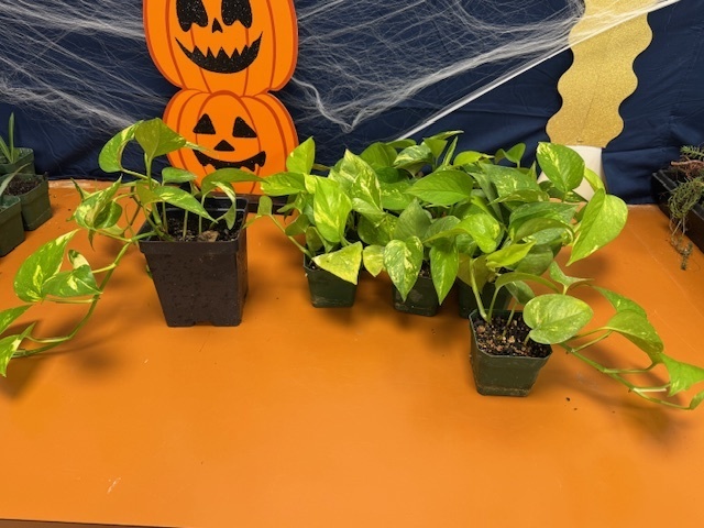 MHS plants for sale