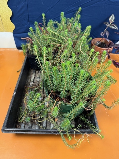 MHS plants for sale