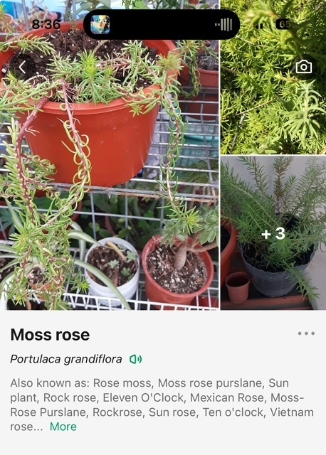 MHS plants for sale
