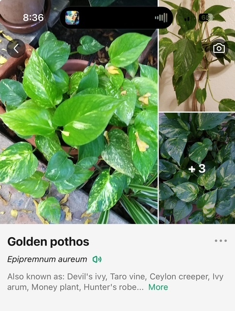 MHS plants for sale
