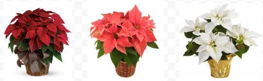 Red, pink and white Poinsettia's.