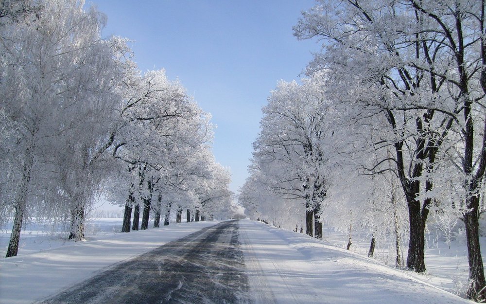 Snowy road with snow trees. 