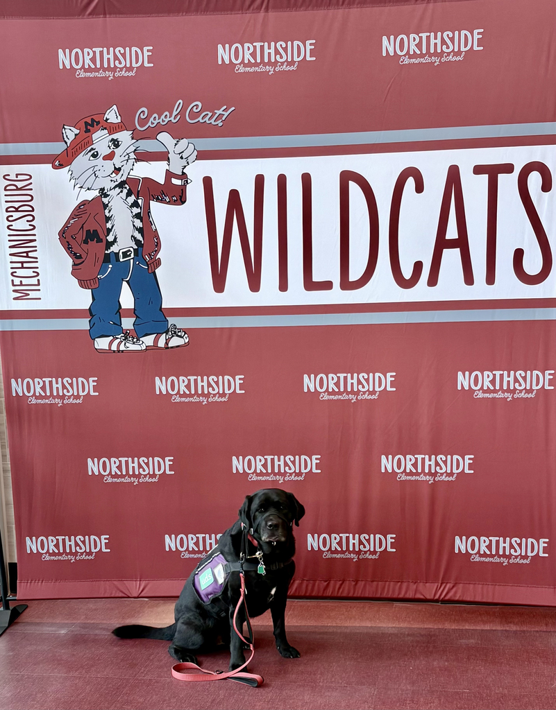 A black dog sitting in front of a maroon backdrop