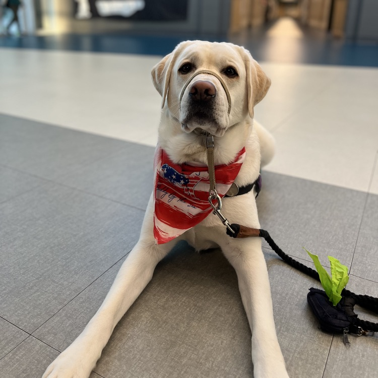 A white service dog wearing a red white and blue bandana