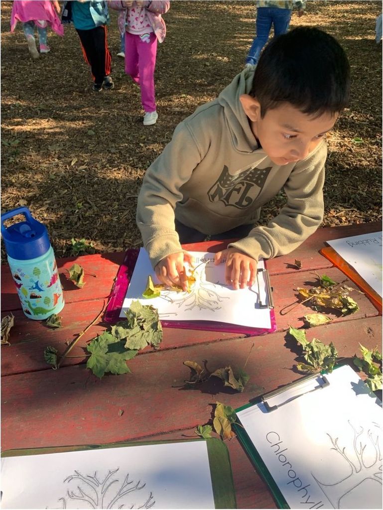 student studying different parts of a  plant