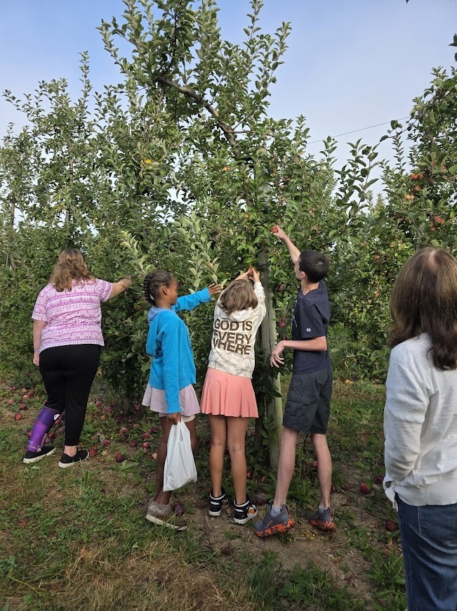 Students pick apples from a tree.