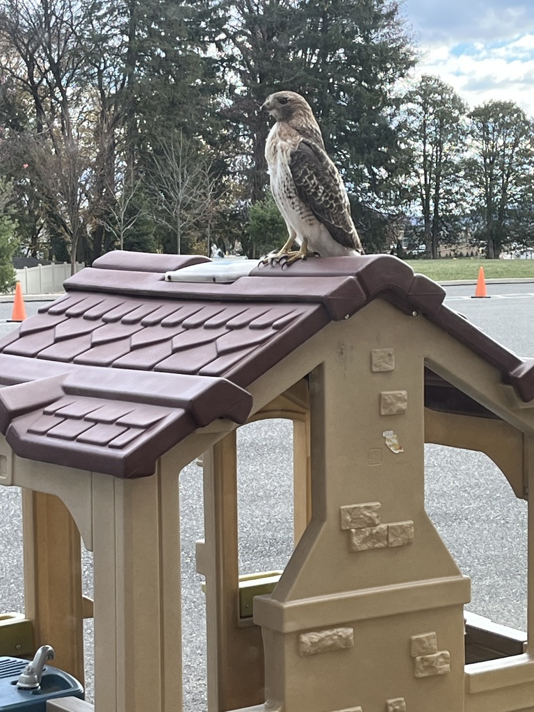 Hawk at playground