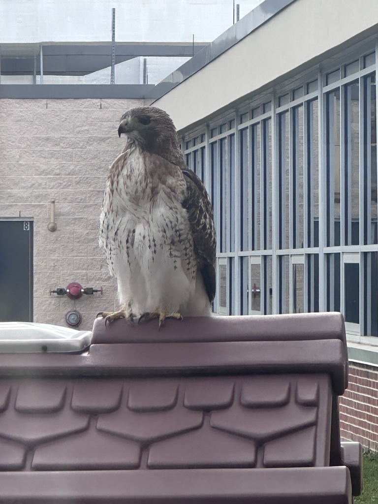 Hawk at playground