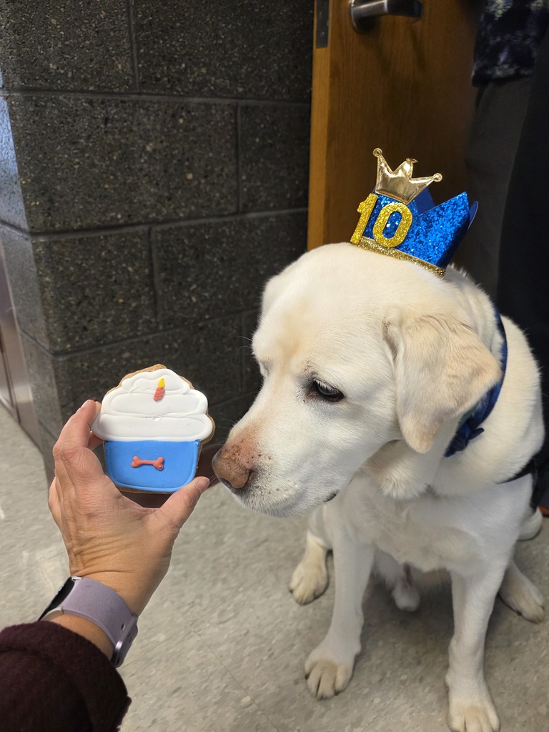 Our white facility dog enjoying a birthday treat.