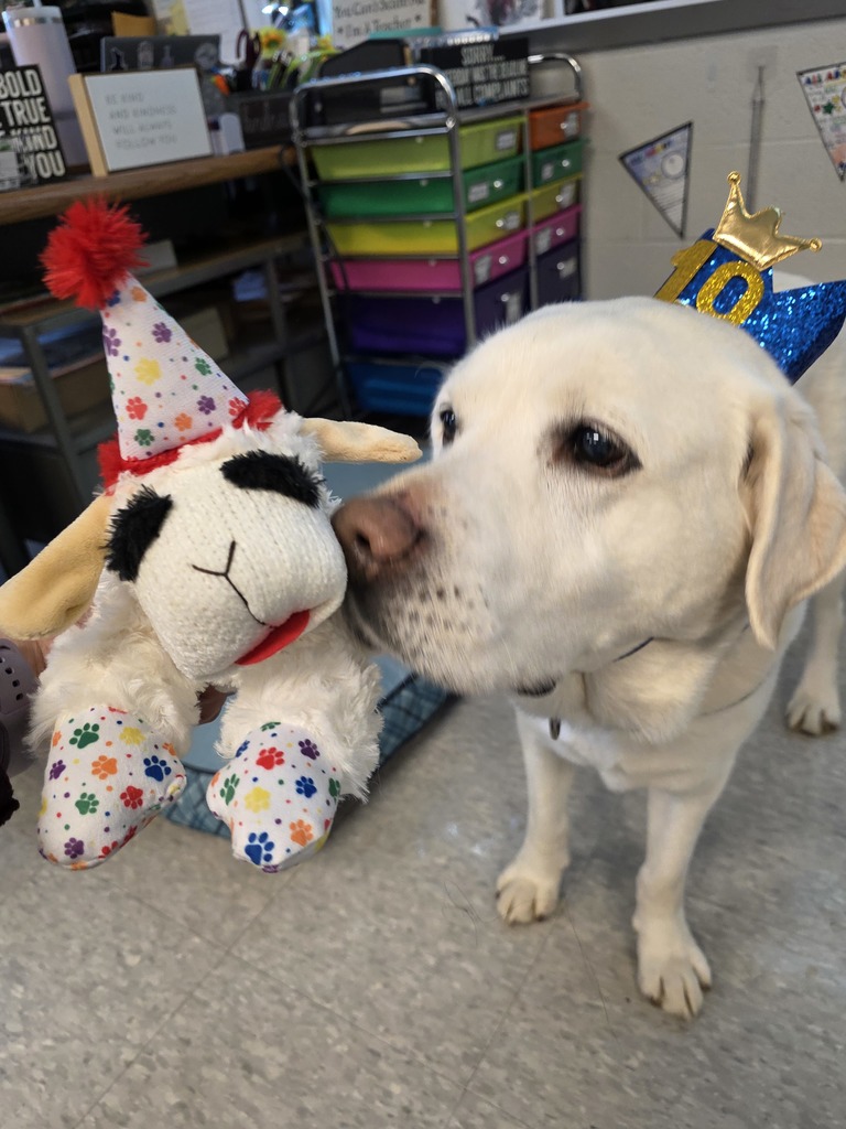 A white facility dog wearing a birthday hat and standing next to a stuffed animal also in a birthday hat.