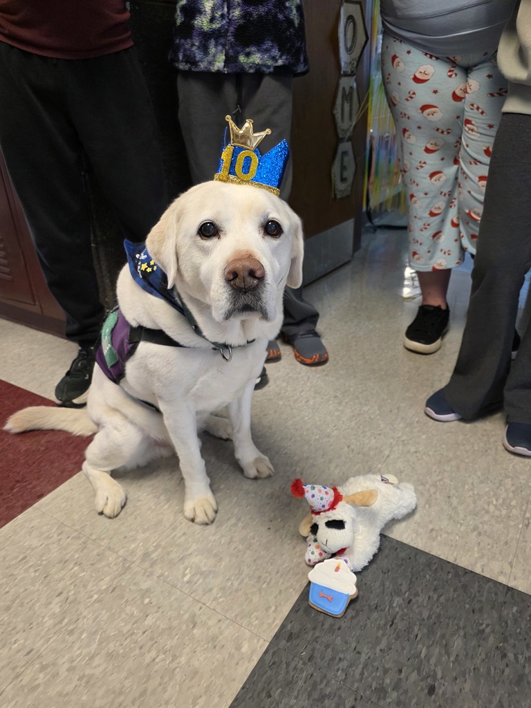 A white facility dog wearing a birthday hat.