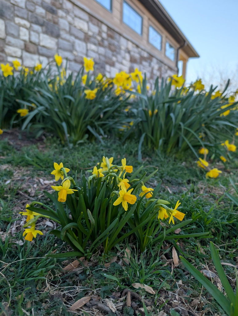 Bright yellow daffodils in full bloom.