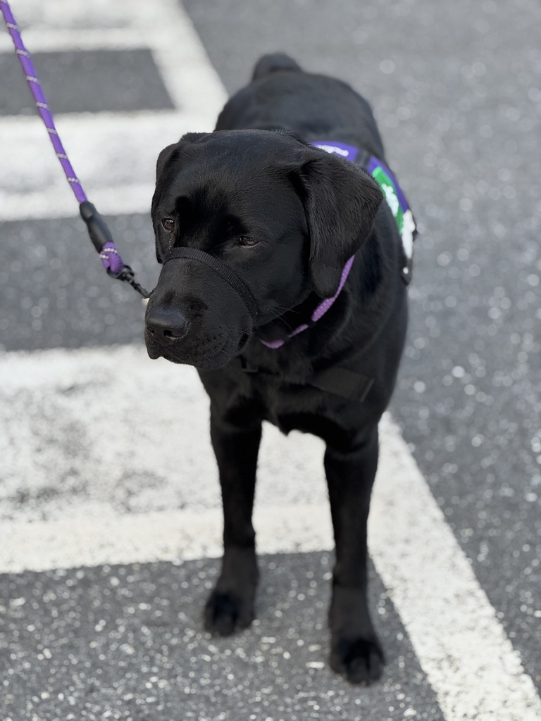 Evvie, our new facility dog, stands in a crosswalk.