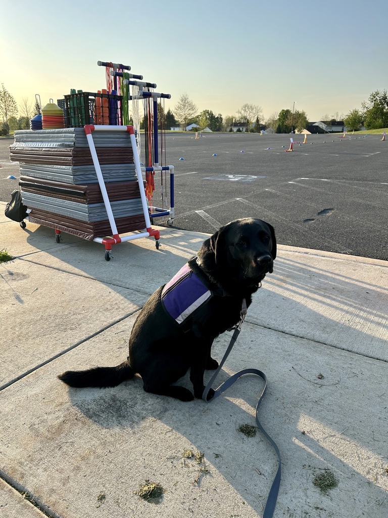 A black facility dog sits patiently at the edge of a playground, waiting for students to. arrive.