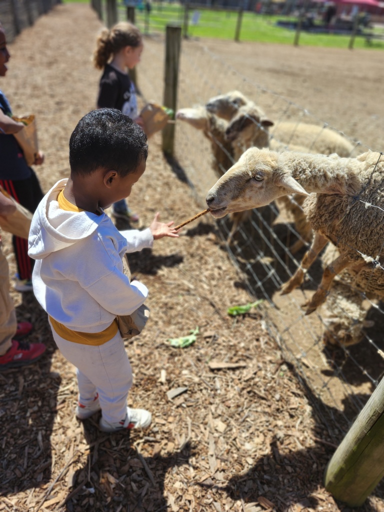 A young student feeds an animal at a petting zoo.