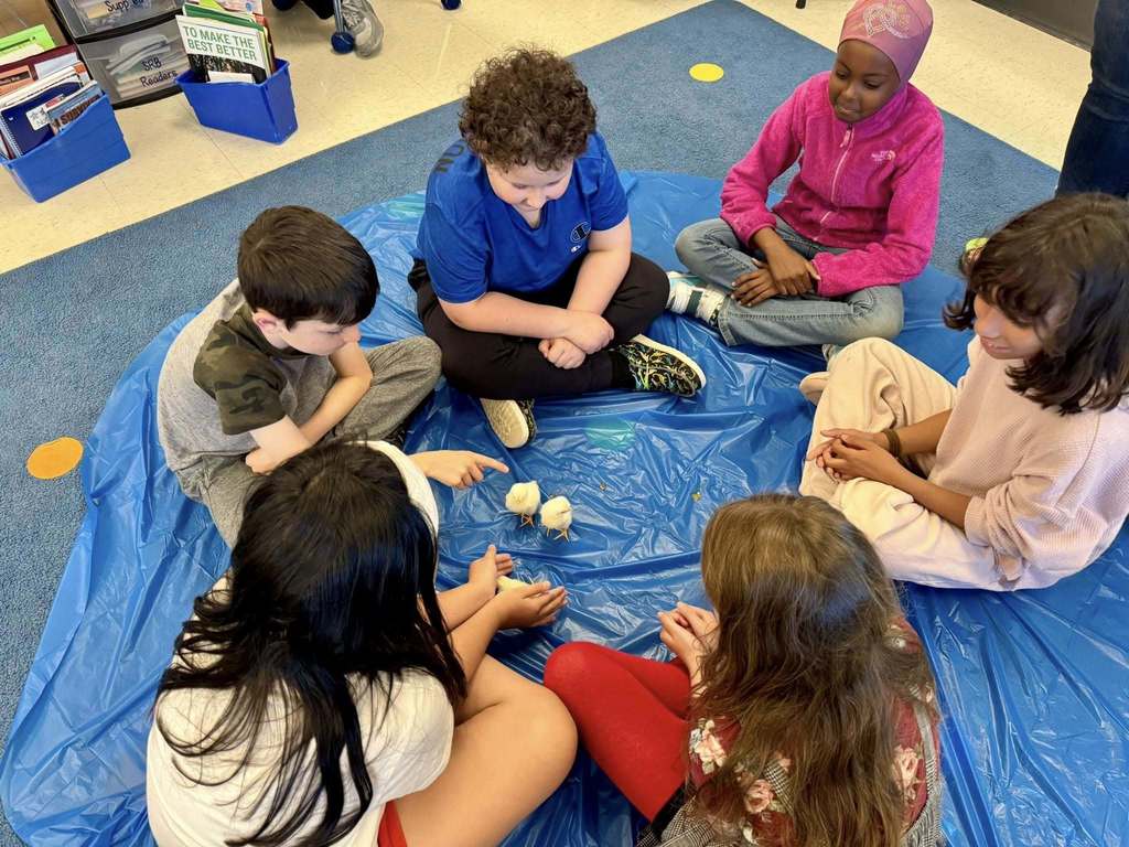 Young students sit on the floor in a circle watching baby chicks walk around.