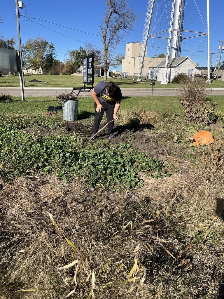 Digging up potatoes.