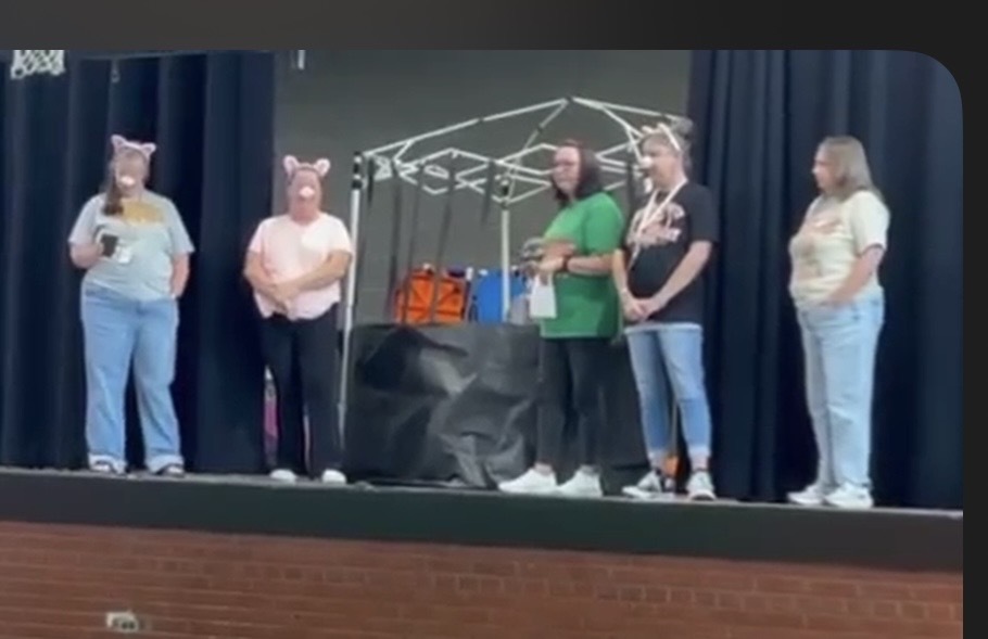 pigs