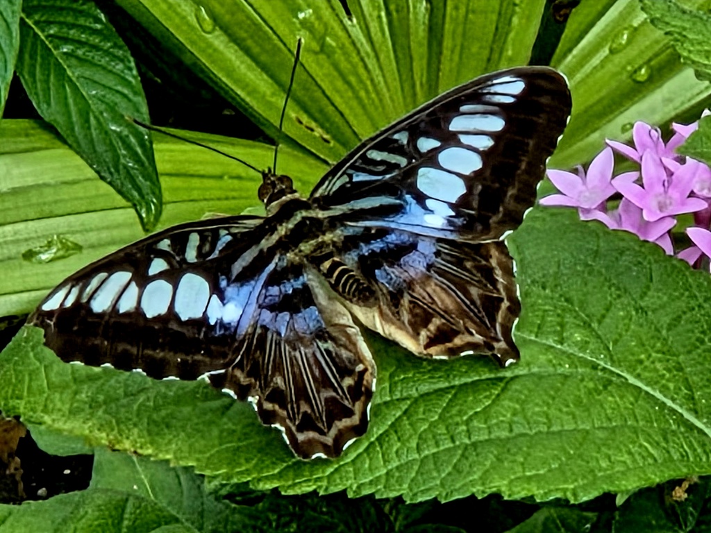 butterfly 