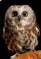Raptor Center