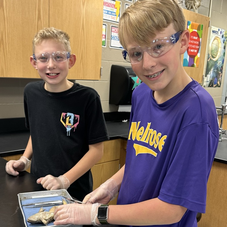frog dissection
