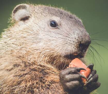 Groundhog Day