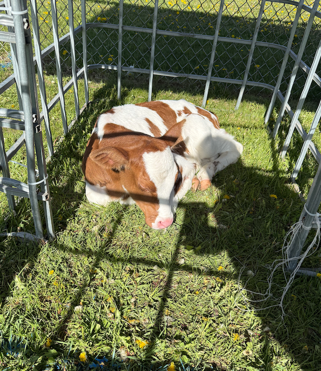 Petting Zoo