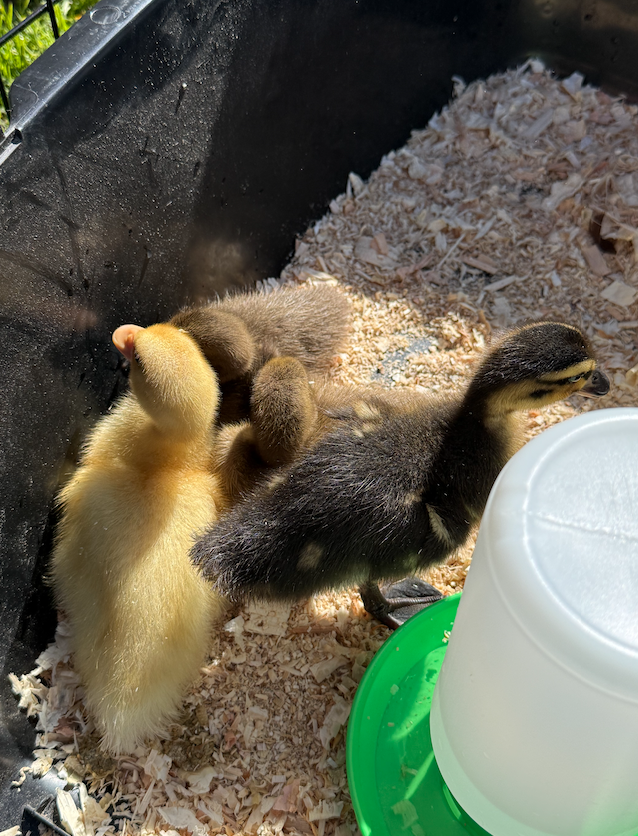 Petting Zoo