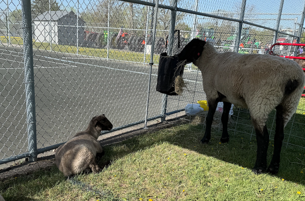 Petting Zoo