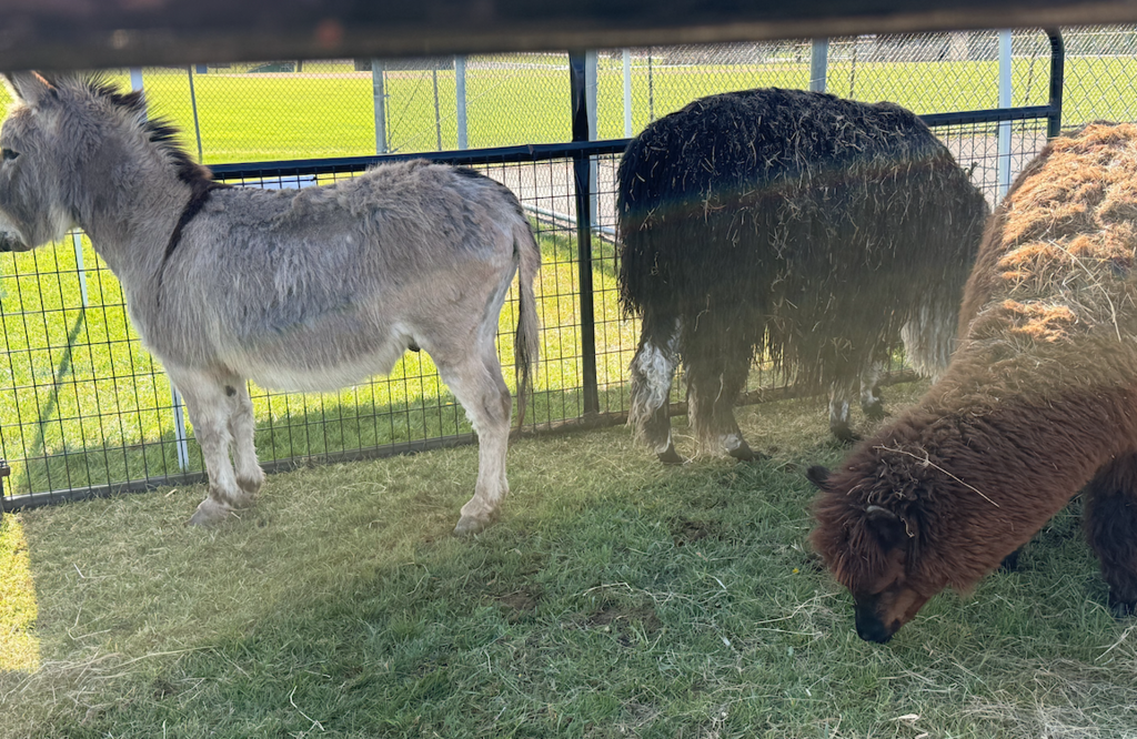 Petting Zoo