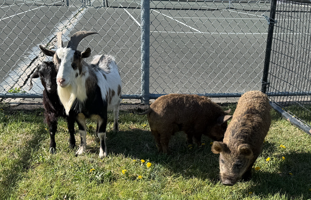 Petting Zoo