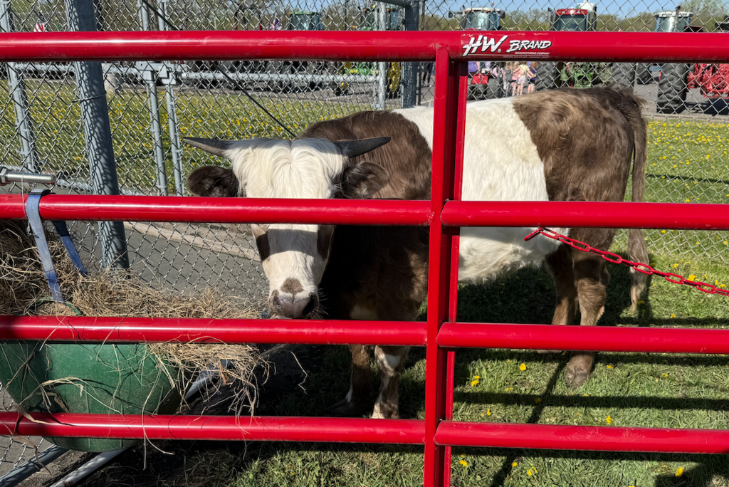 Petting Zoo