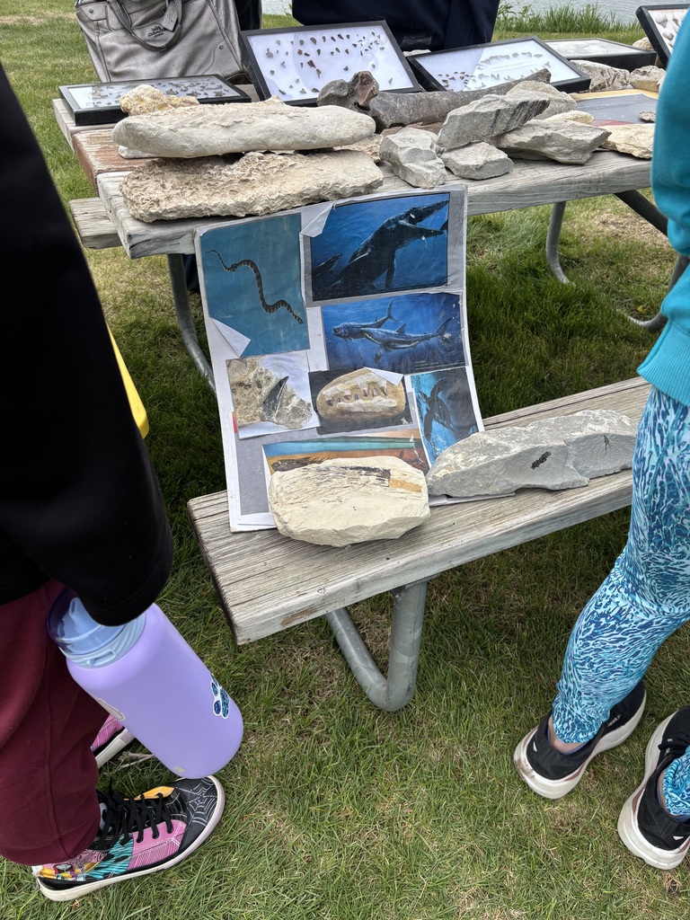 Dinosaur fossils 