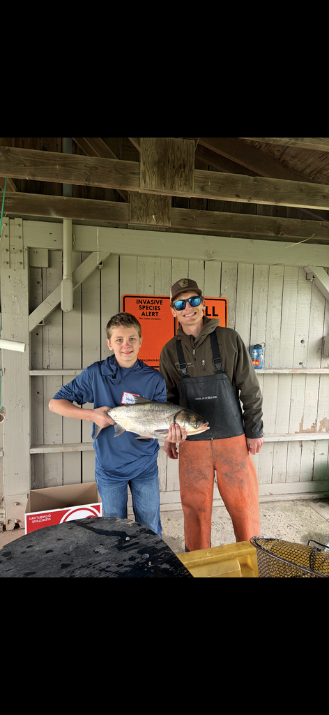 Silver carp