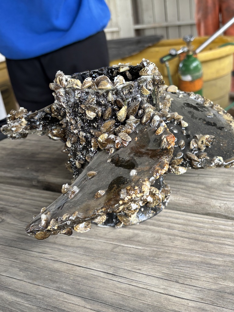 Zebra mussels 